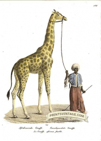 Giraffe and Arabian handler