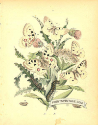 Butterflies - Papilonidae, Pieridae - Apollo, Veined and Mountai