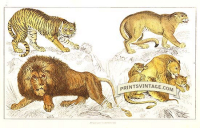 Tiger, Puma, African Lion and Lioness and cubs