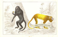 Royal Howler and Golden-tailed Howler Monkeys