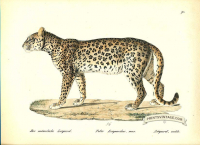 Leopard (male) - Felis leopardus