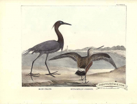 Blue Crane and Hudsonian Godwit