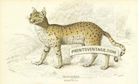 Servaline Cat