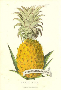 Queen Pineapple - Queen Pine