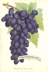 Purple Grapes - Madresfield Court Grape