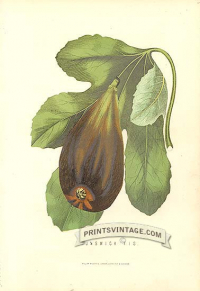 Fig - Brunswick Fig