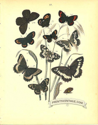 Butterflies - Satyridae - Heath and Ringlet