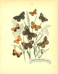 Orange Butterflies - Satyridae - Marbled White, Sicilian, Scotch