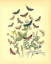 Hawk Moths - Zygaenidae - Humming Bird, Clear Wings and Forester