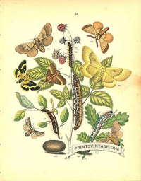 Moths - Lasiocampa - Lackey, Fox , Oak Eggar