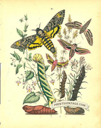 Moths - Sphingidae - Elephant Hawk, Oleander Hawk