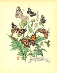 Butterflies Nymphalidae - Fritillary