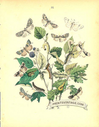 Moths - Cymatophoridae, Acronyctidae - Maple, Chocolate and Marb
