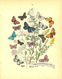 Butterflies - Lycaenidae - Hair Streak and Copper