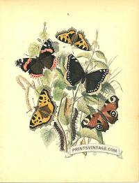 Butterflies Nymphalidae - Various Fritillary