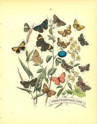 Butterflies on a Damson - Lycaenidae - Hairstreak, Large Blue, M