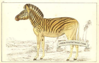 Quagga (extinct)