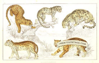 Leopard, Niewied Cat, Clouded Tiger (Leopard), Ocelot and Sumatr