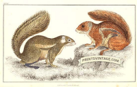 Fire-footed Squirrel and Hottentot Squirrel