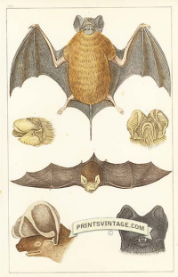 Cayenne Bat, North-eared Bat, Slender Bat and Rufous Bat