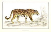 Jaguar (female)