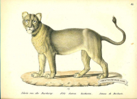 Lioness of Barbary - Felis leona