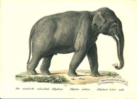 Indian Elephant (male) - Elephas indicus