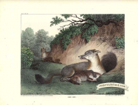 Grey Fox