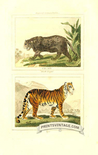 Black Cougar and Tiger