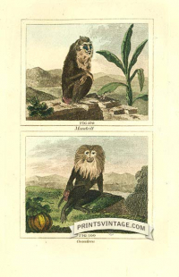 Mandrill and Ouanderou (Colobus monkey) - South America