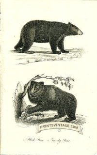 Black Bear and Grizzly Bear - North America