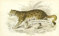 The Sumatran Cat