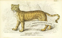 Hybrid between a Tiger and Lioness